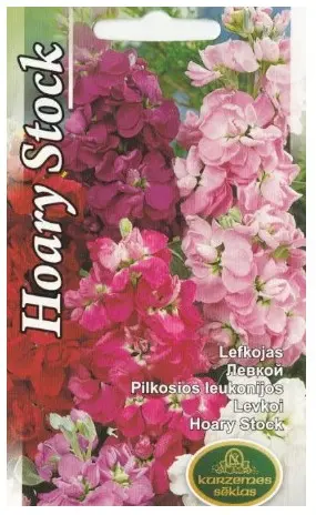 Levkoi 0,7 g Hoary Stock
