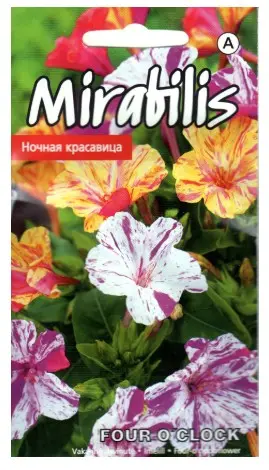 Lõhnatu imelill (Mirabilis) 1 g