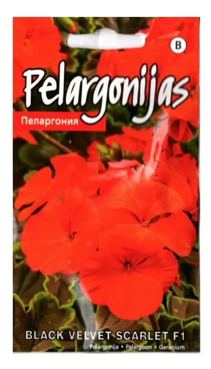 Pelargoon Black Velvet Scarlet F1 5 s