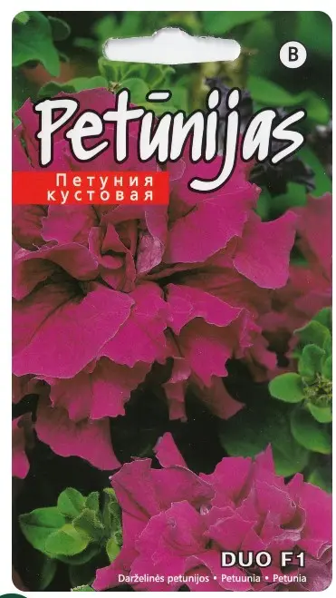 Petuunia Duo H Burgundy 15 s