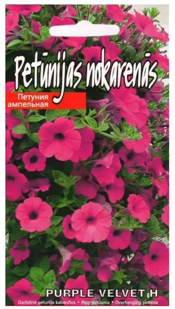 Petuunia Purple Velvet F1 15 s