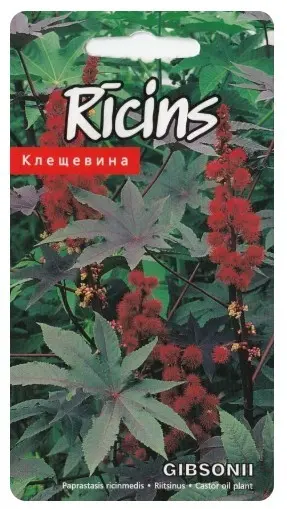 Riitsinus Gibsonii 5 s