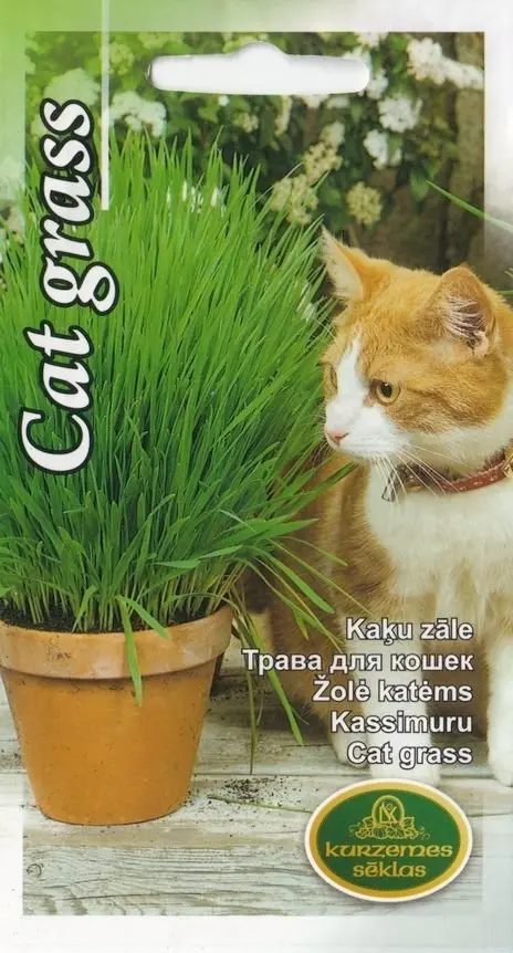 Kassimuru põldtimutiga