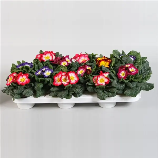 Priimula 'Cottage' valik P10,5/15cm 
