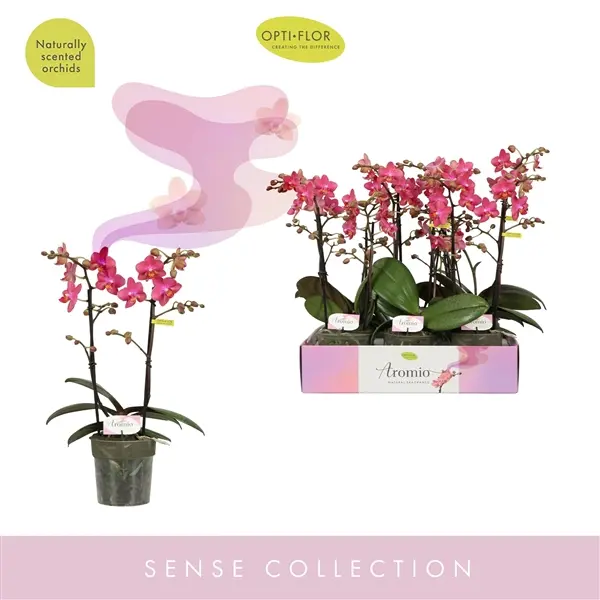 Kuuking MF Aromio Floral  P12/35cm 2v 