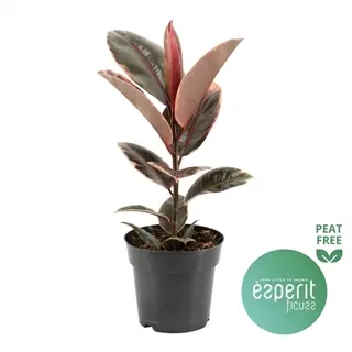 Kummi-viigipuu 'Belize' P14/40cm