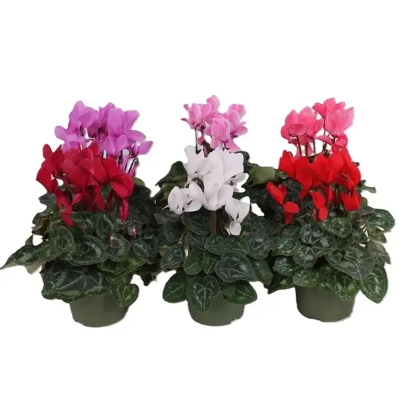 Alpikann 'Macro' valik P13/25cm 