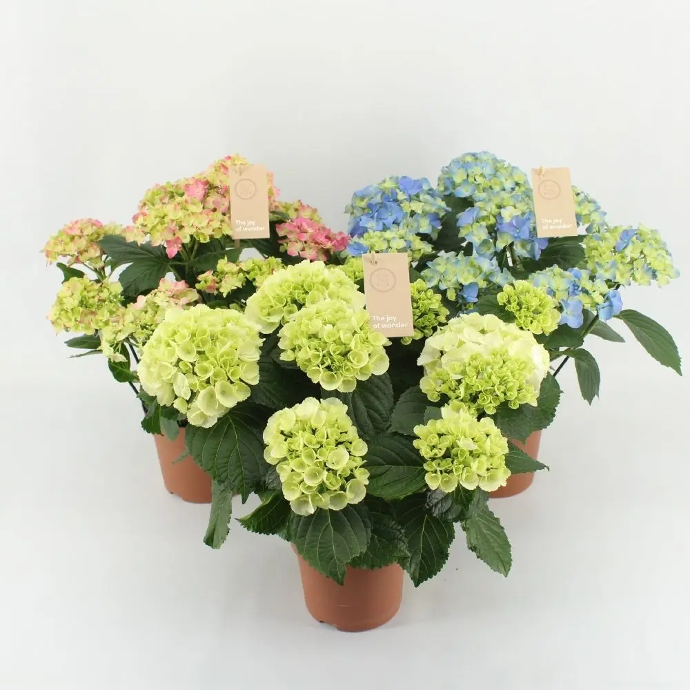 Suurelehine hortensia P14/40  4/+v 