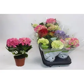 Suureleheline hortensia valik P10,5/25cm 3v