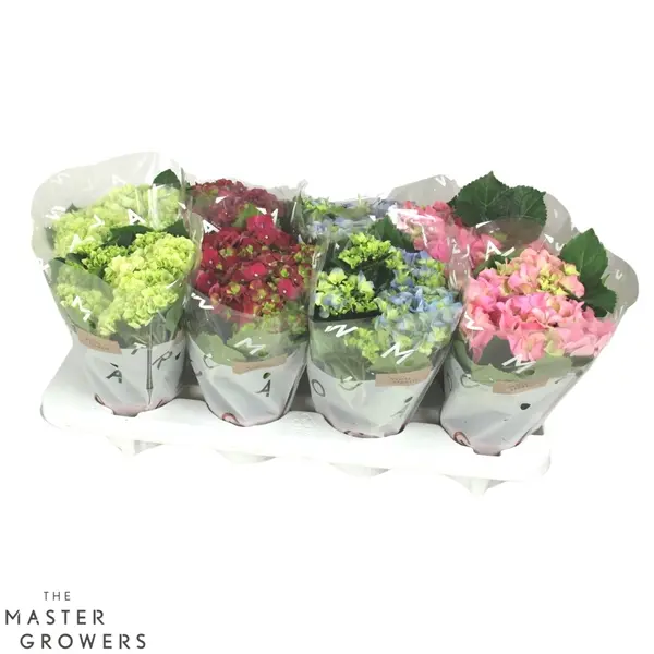 Suureleheline hortensia valik P10,5/25cm 3v
