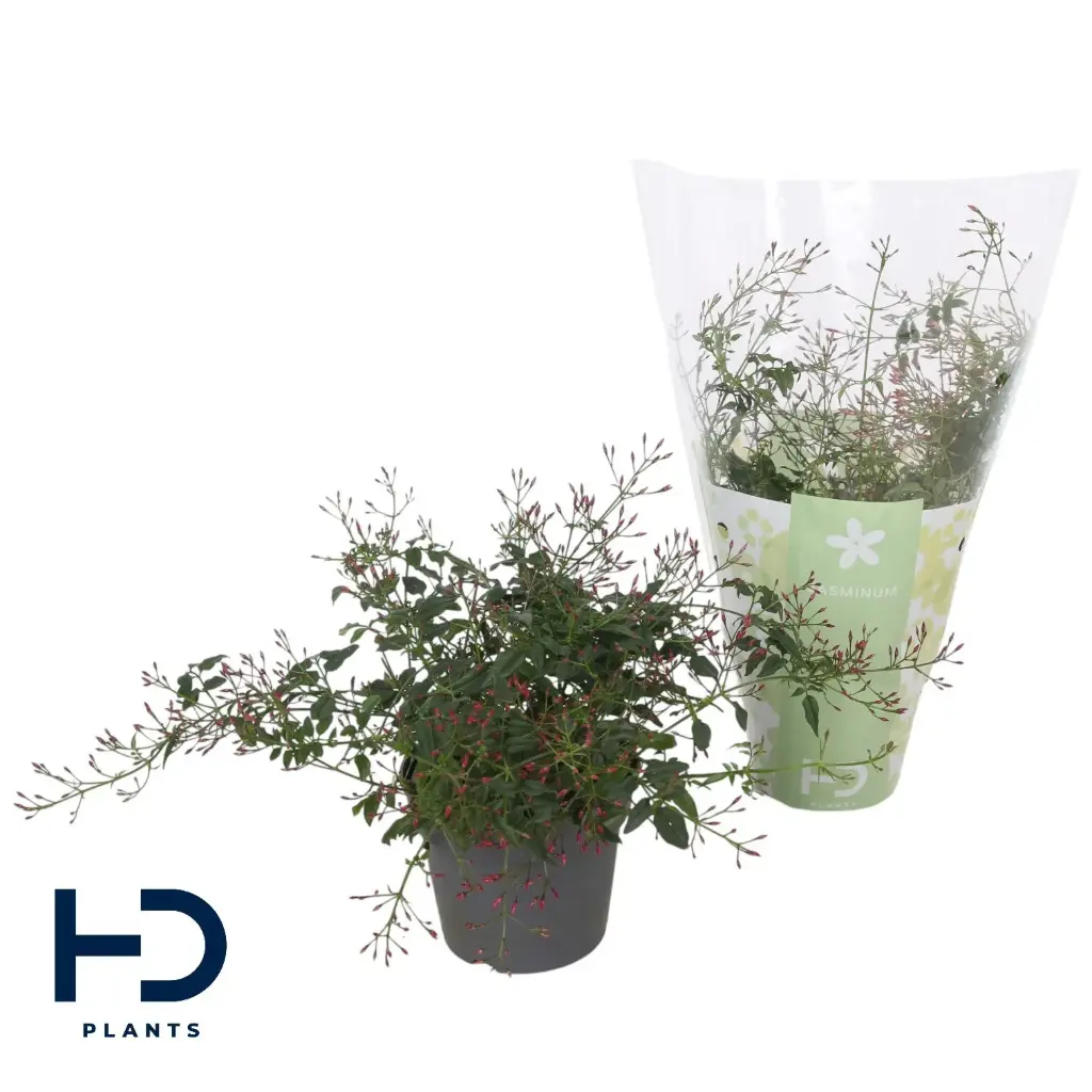 Roosa jasmiin 'Passion' P12/40cm roosa