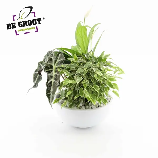 Toalilledega seade P22/35cm
