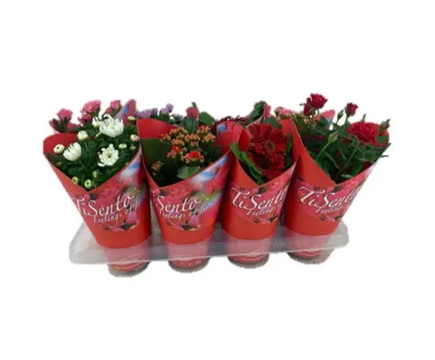 Õitsev valik Cadeau punane P12/25cm