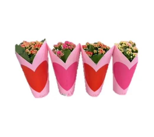 Kalanhoe valik Cadeau süda P12/27cm