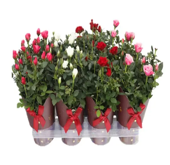Potiroos valik Gloria t.punane P12/25cm 