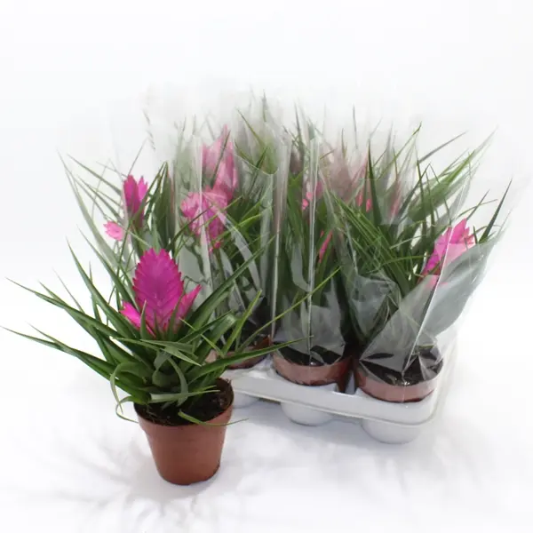 Tillandsia Jose P10,5/25cm