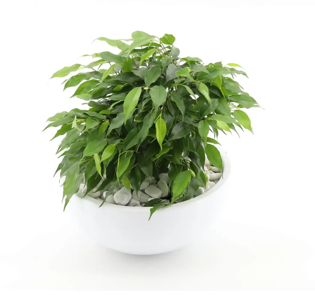 Bensoe-viigipuu 'Kinky' seades P22/25cm