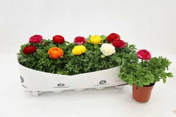 Aasia tulikas 'Sprinkles' valik P10,5/17cm 