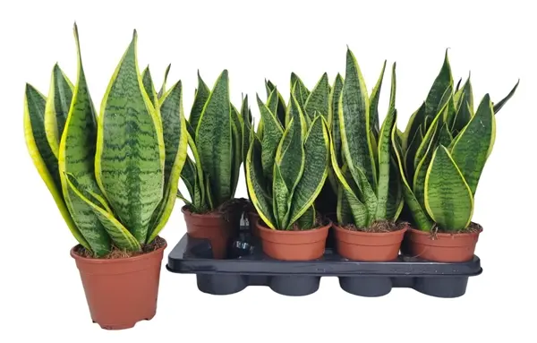 Kolmevöödiline havisaba Superba P14/40cm
