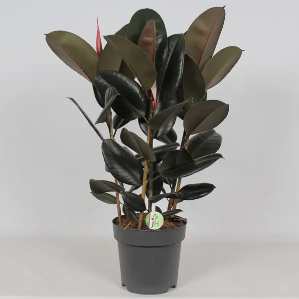 Kummi-viigipuu 'Abidjan' P27/95cm 3v