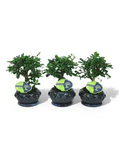 Bonsai valik P13/25cm