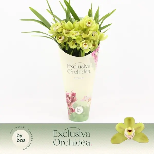 Tsümbiidium 'Wild Anna' P12/40cm kollane