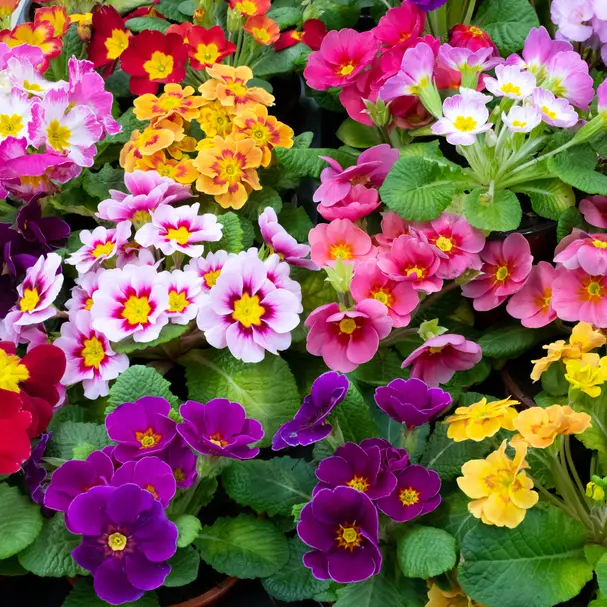 Priimula P10,5cm