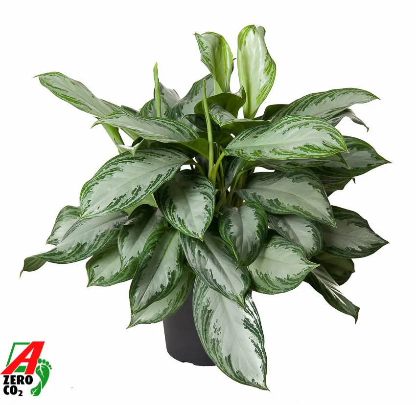 Aglaoneema 'Silver Bay' P24/60cm 5v 