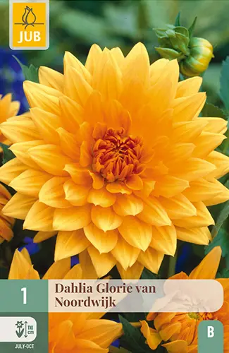 Daalia ´Glory Van Noordwijk´ 