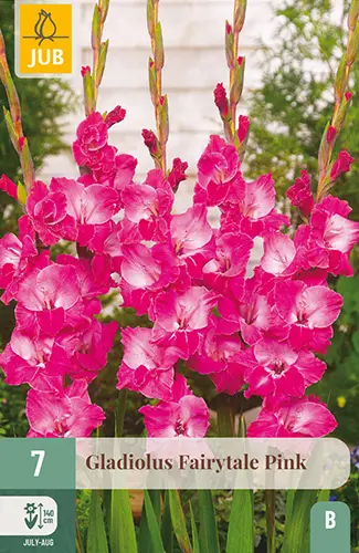 Gladiool ´Fairytale Pink´ 12/14 7tk