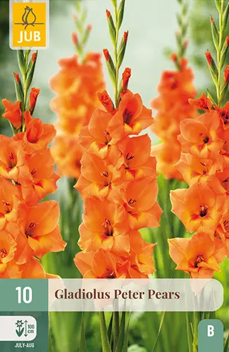 Gladiool ´Peter Pears´ 12/14 10tk 