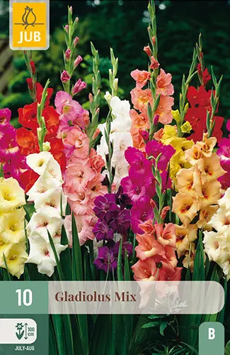 Gladiool Mix 12/14 10tk 