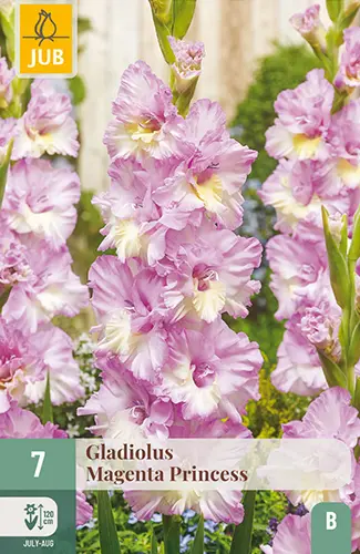 Gladiool ´Magneta Princess´ 12/14 7tk 