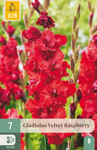 Gladiool ´Velvet Raspberry´ 12/14 7tk 