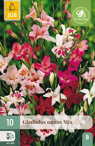 Gladiool Mix 8/9 10tk 