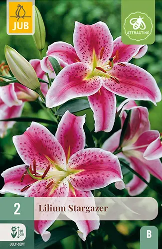 Liilia ´Stargazer´ 14/16 2tk 