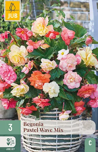 Begoonia ´Pastel Wave´ Mix 5/6 3tk 