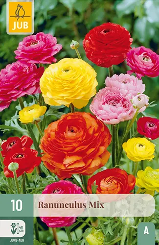 Aasia tulikas ´Ranunculus´ Mix 6/7 10tk 