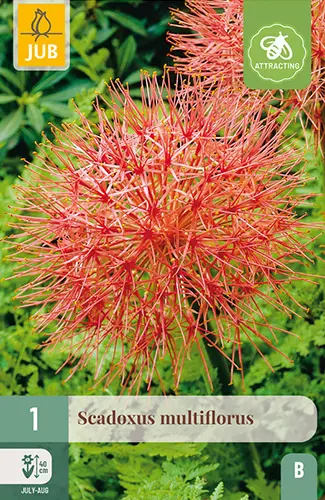 Verilill ´Scadoxus´ multiflorus 16/18 1tk 