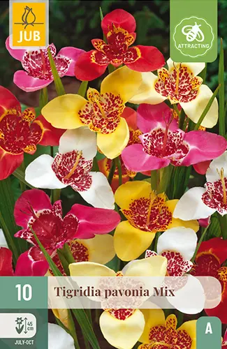 Tiigerlill ´Tigridia Pavonia´ Mix 7/9 10tk 