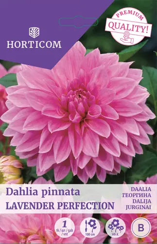 Daalia ´Lavender Perfection´ 1tk 