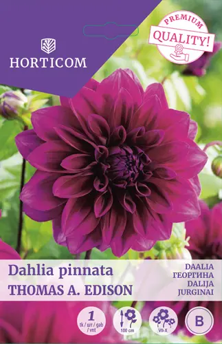 Daalia ´Thomas A. Edison´ 1tk 
