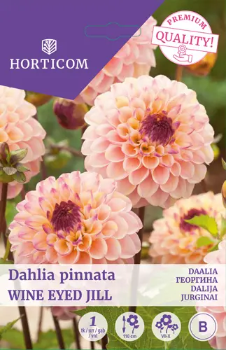 Daalia ´Wine Eyed Jill´ 1tk 
