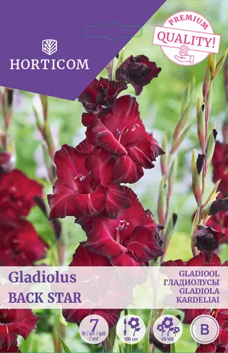 Gladiool ´Back Star´ 7tk 