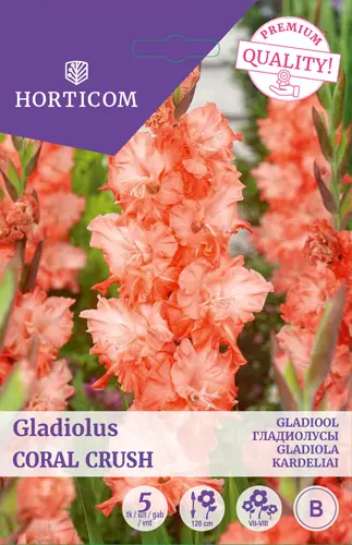 Gladiool ´Coral Crush´ 5tk 