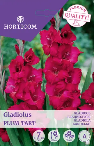 Gladiool ´Plum Tart´ 7tk 