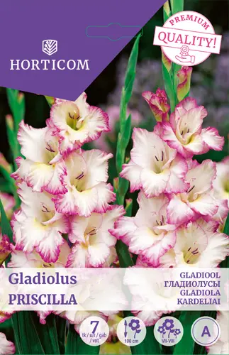 Gladiool ´Priscilla´ 7tk 