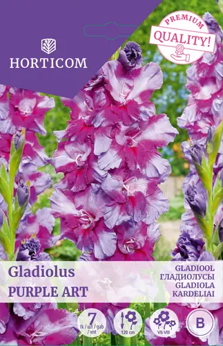 Gladiool ´ Purple Art´ 7tk 