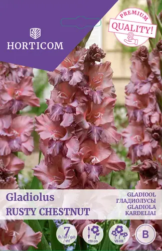 Gladiool ´Rusty Chestnut´ 7tk 