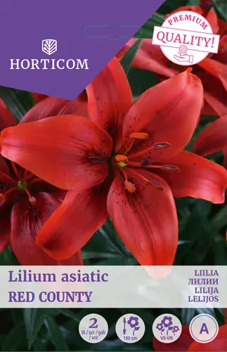 Liilia ´Red County´ 2tk 